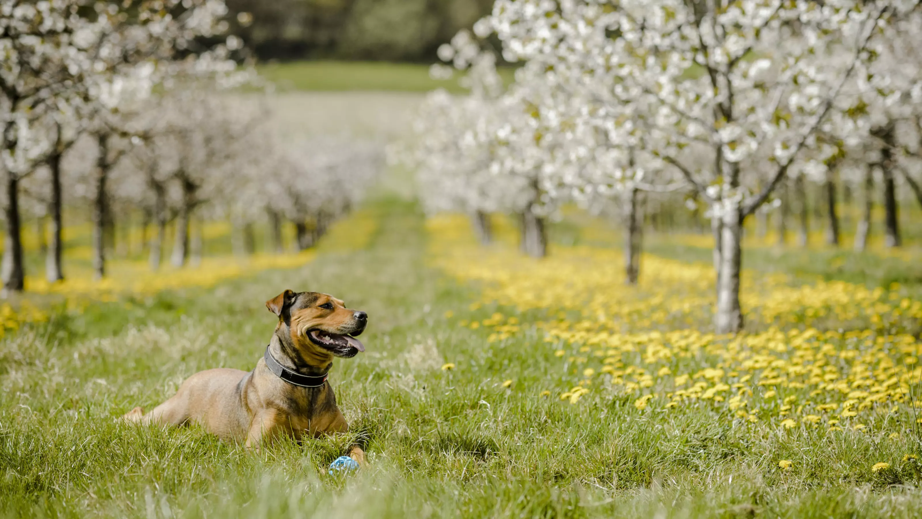 Germolene on fashion dogs